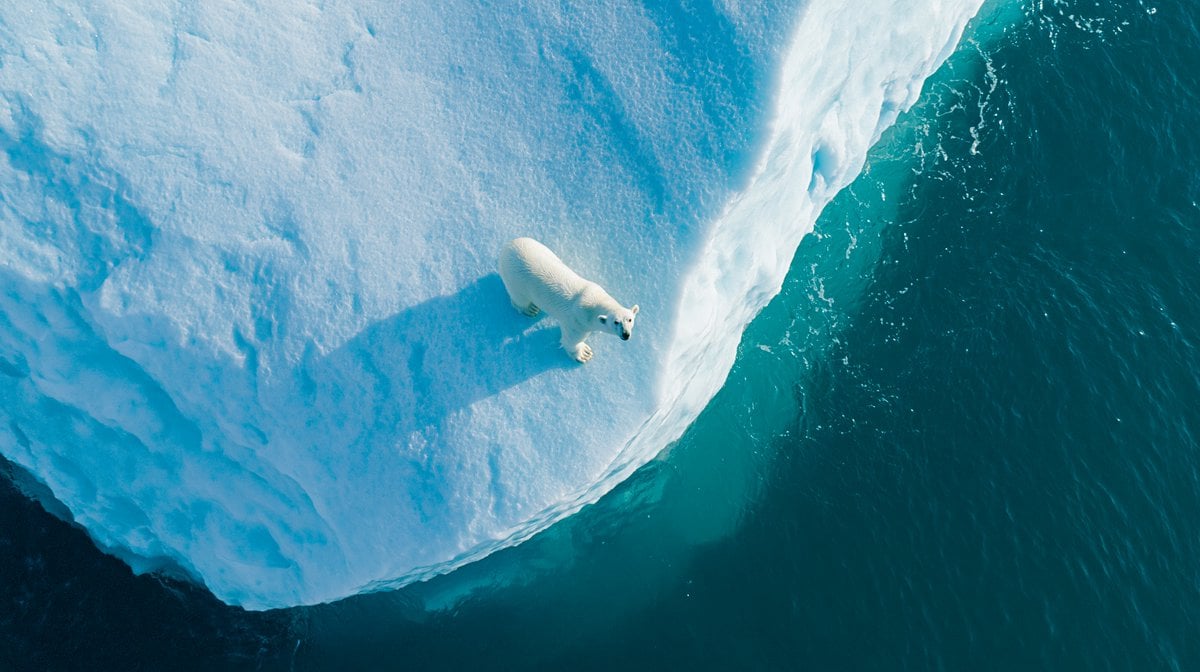 Top-down vertical aerial drone photography of a Polar Bear on an iceb…